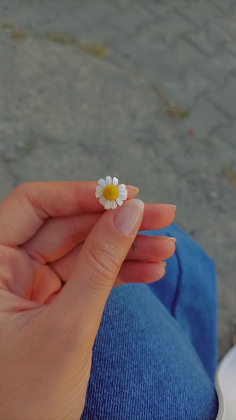 عکس گل بابونه برای پروفایل