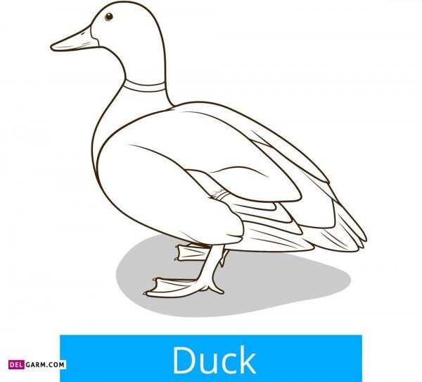  عکس نقاشی اردک کیوت فانتزی