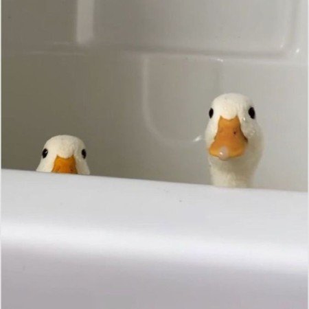  عکس اردک فانتزی