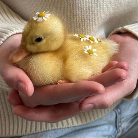  عکس اردک فانتزی