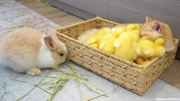 عکس اردک فانتزی برای پروفایل