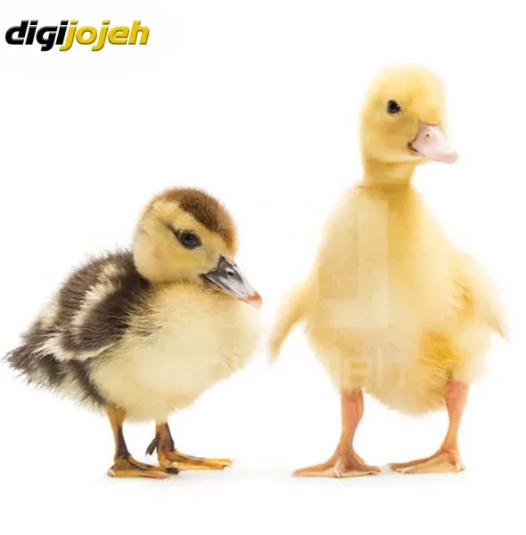  عکس اردک فانتزی برای پروفایل