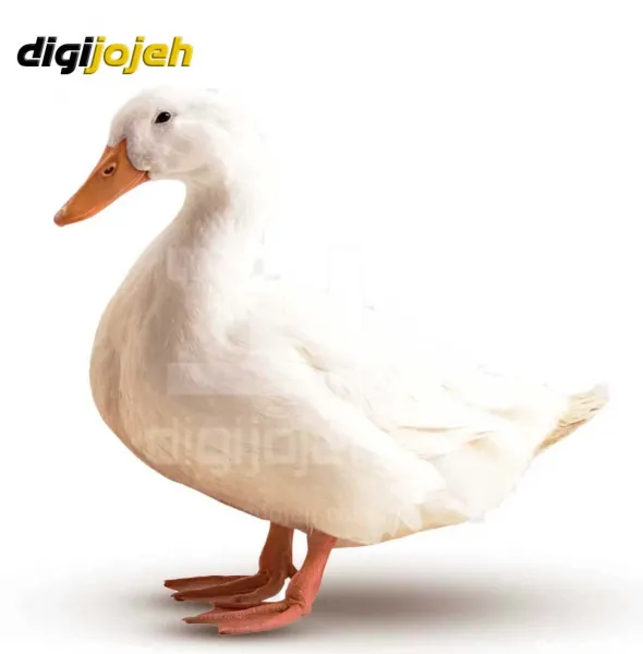  عکس اردک فانتزی برای پروفایل