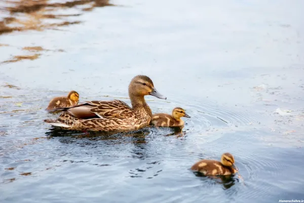  عکس اردک فانتزی برای پروفایل