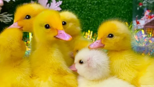  عکس اردک فانتزی برای پروفایل