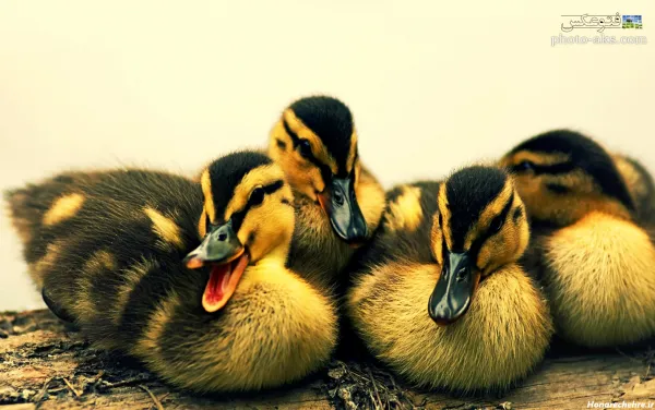  عکس اردک فانتزی برای پروفایل