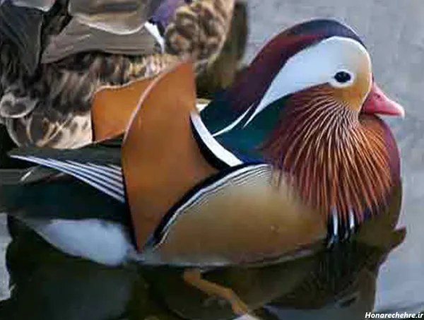  عکس اردک فانتزی برای پروفایل