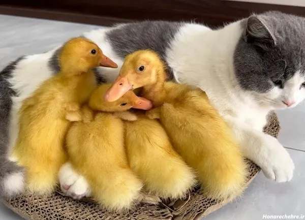  عکس اردک فانتزی برای پروفایل