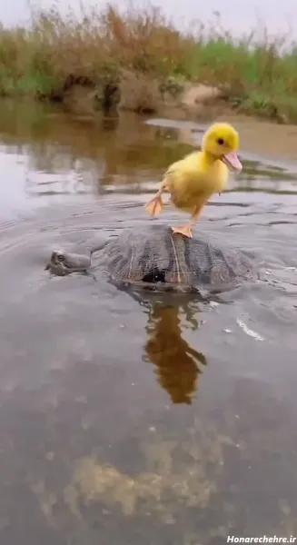  عکس اردک فانتزی برای پروفایل