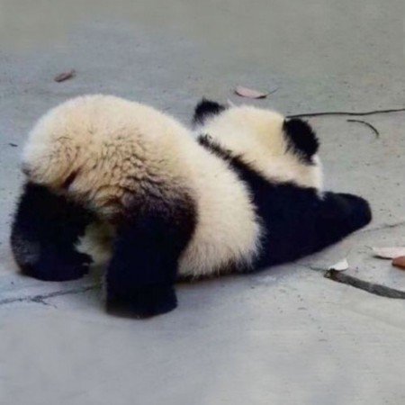  عکس پاندا کارتونی کیوت