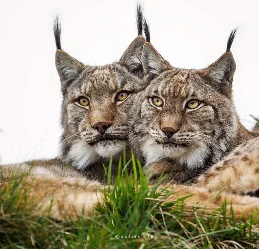  عکس حیوانات وحشی