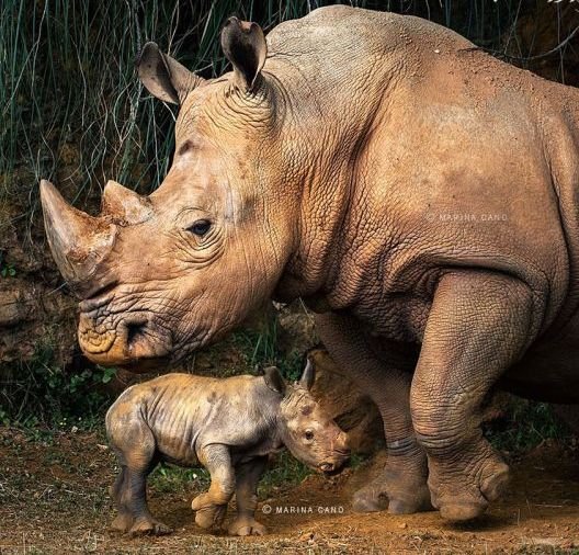  عکس حیوانات وحشی