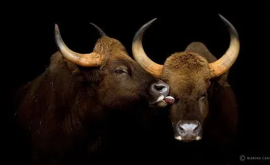  عکس حیوانات وحشی