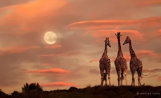  عکس حیوانات وحشی