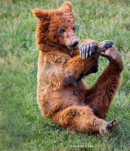  عکس حیوانات وحشی