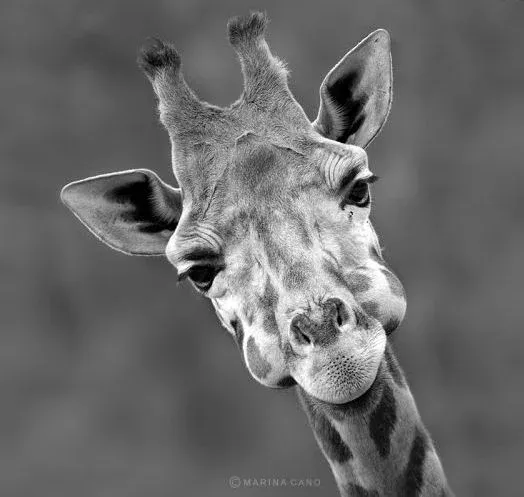  عکس حیوانات وحشی