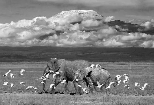  عکس حیوانات وحشی