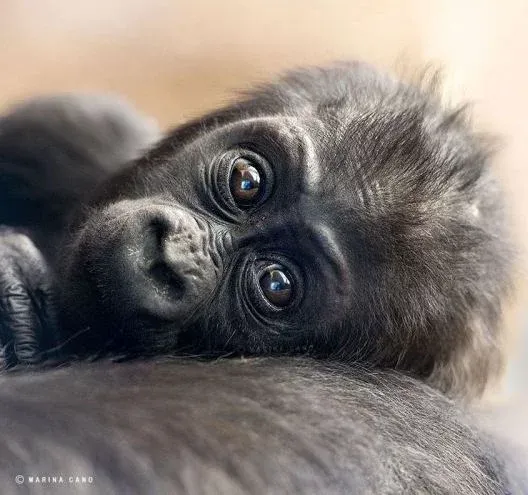  عکس حیوانات وحشی