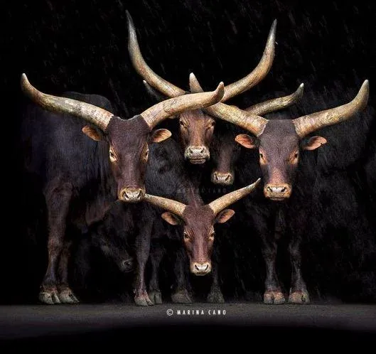  عکس حیوانات وحشی