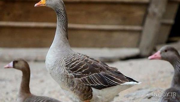  عکس غاز واقعی