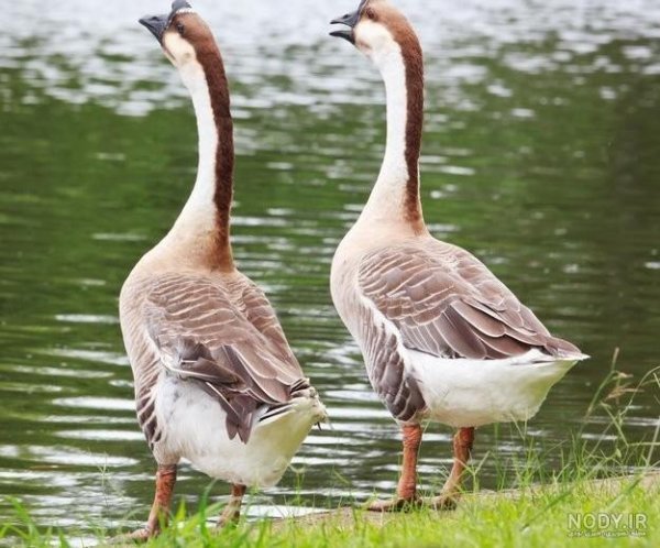  عکس غاز واقعی