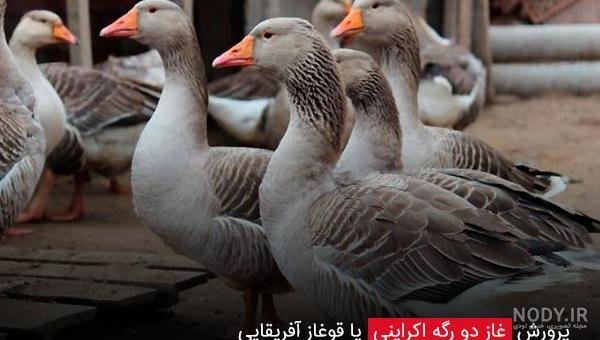  عکس غاز واقعی