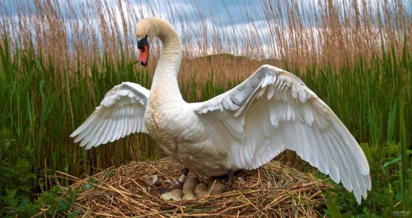  عکس غاز واقعی