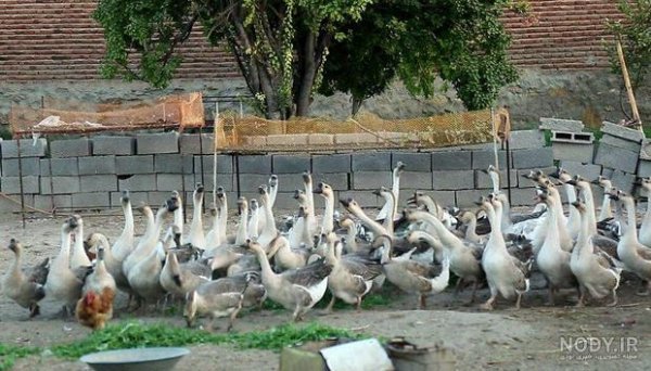  عکس غاز واقعی