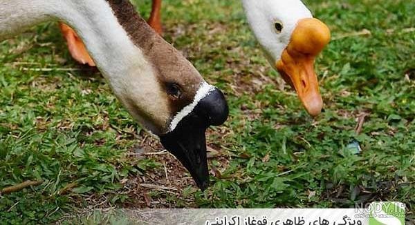  عکس غاز واقعی