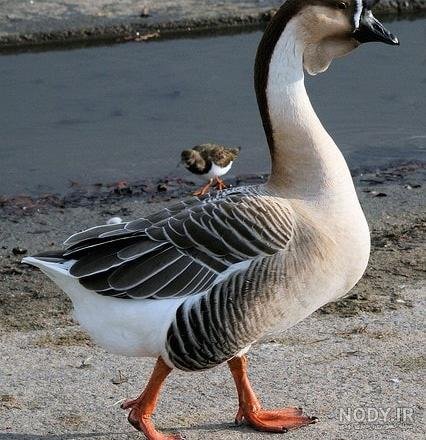  عکس غاز واقعی