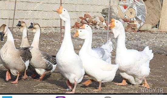  عکس غاز واقعی