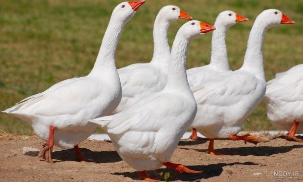  عکس غاز واقعی