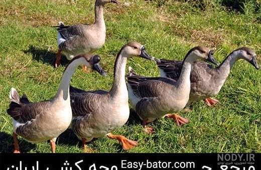  عکس غاز واقعی