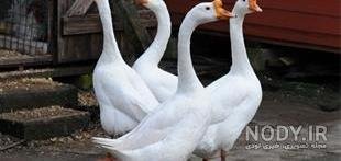  عکس غاز واقعی