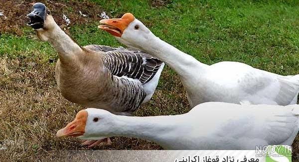  عکس غاز واقعی