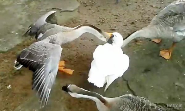  عکس غاز واقعی