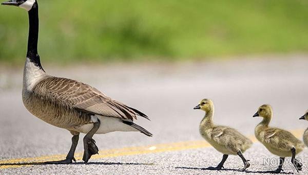  عکس غاز واقعی