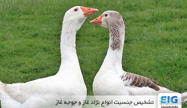  عکس غاز واقعی