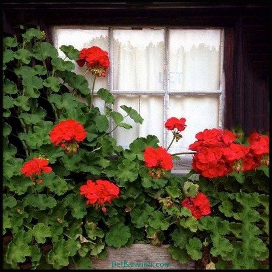  عکس سفره صبحانه قدیمی