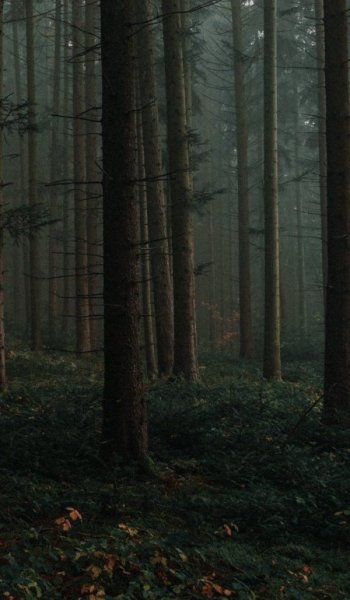  والپیپر جنگل با کیفیت برای گوشی