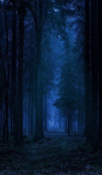  والپیپر جنگل با کیفیت برای گوشی