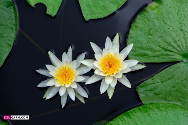 پس زمینه گل نیلوفر آبی برای لپ تاپ