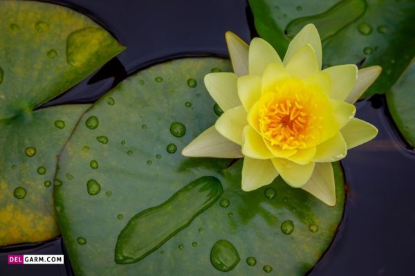  پس زمینه گل نیلوفر آبی برای لپ تاپ