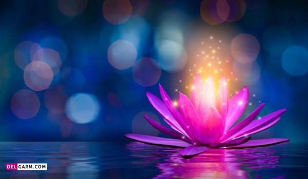  پس زمینه گل نیلوفر آبی برای لپ تاپ