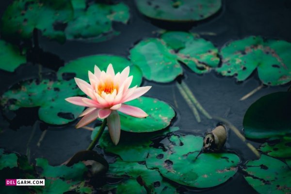  پس زمینه گل نیلوفر آبی برای لپ تاپ