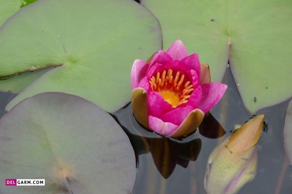  پس زمینه گل نیلوفر آبی برای لپ تاپ