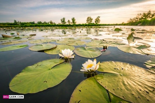  پس زمینه گل نیلوفر آبی برای لپ تاپ