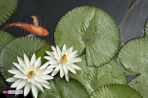  پس زمینه گل نیلوفر آبی برای لپ تاپ