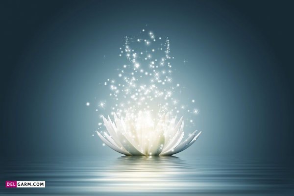  پس زمینه گل نیلوفر آبی برای لپ تاپ