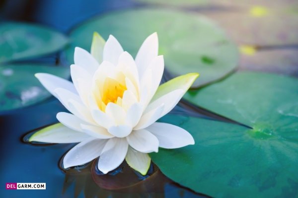  پس زمینه گل نیلوفر آبی برای لپ تاپ